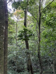 Plerandra elegantissima