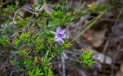 Thysanotus manglesianus