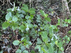 Pseuderanthemum comptonii