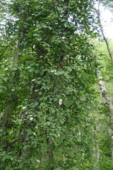 Actinidia kolomikta