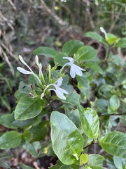 Pseuderanthemum comptonii