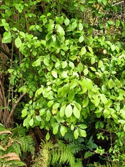 Coprosma foetidissima