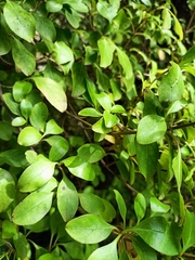Coprosma foetidissima