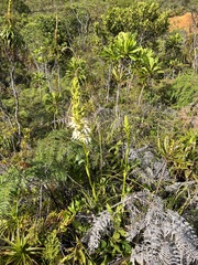 Megastylis gigas