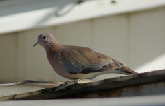 Streptopelia senegalensis