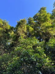 Plerandra elegantissima