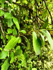 Coprosma foetidissima