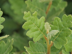 Chorilaena quercifolia
