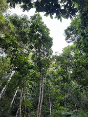 Plerandra elegantissima