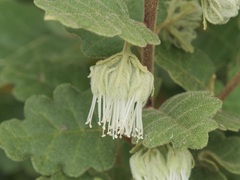 Chorilaena quercifolia
