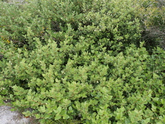 Chorilaena quercifolia