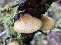 Crepidotus calolepis