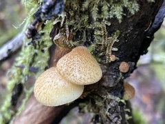 Crepidotus calolepis