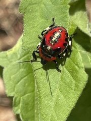 Eocanthecona furcellata