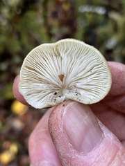 Crepidotus calolepis