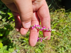 Spiranthes australis