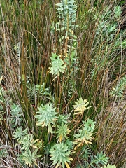 Euphorbia glauca