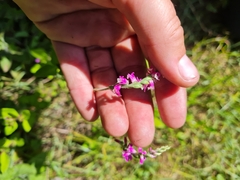 Spiranthes australis