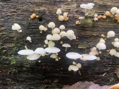 Mycena chlorophos