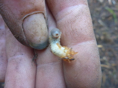 Melolontha melolontha