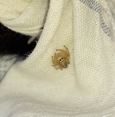 Thyene imperialis