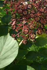 Aralia elata