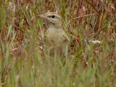 Anthus campestris
