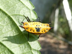 Gasteracantha quadrispinosa