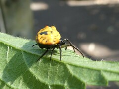 Gasteracantha quadrispinosa