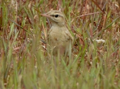 Anthus campestris