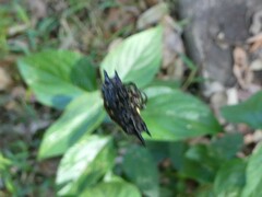 Gasteracantha quadrispinosa