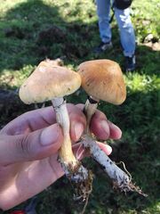 Psilocybe cubensis