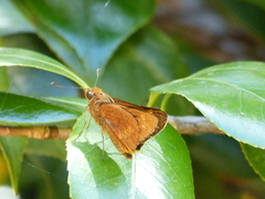 Cephrenes augiades