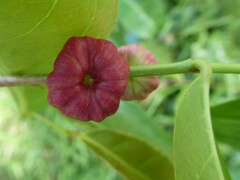 Glochidion zeylanicum