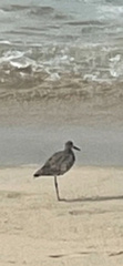 Tringa semipalmata