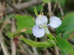 Commelina