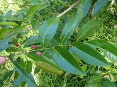 Glochidion zeylanicum