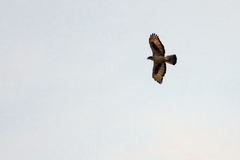 Aquila spilogaster