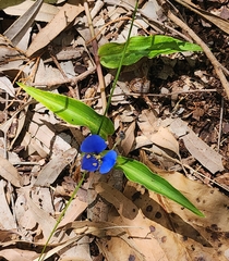 Commelina cyanea