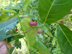 Glochidion zeylanicum