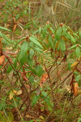 Rhododendron tolmachevii