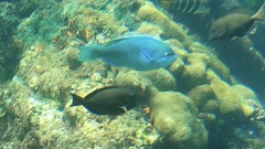 Scarus globiceps