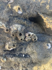 Amphibalanus amphitrite