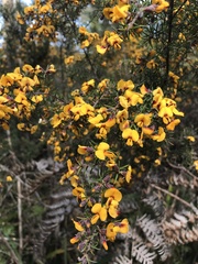 Pultenaea juniperina