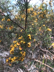 Pultenaea juniperina