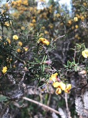 Pultenaea juniperina