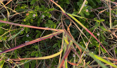 Dichanthium aristatum