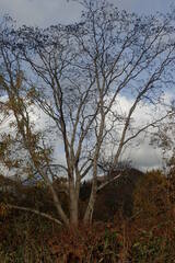 Phellodendron sachalinense