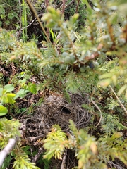 Phylloscopus affinis