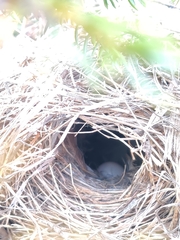 Phylloscopus affinis